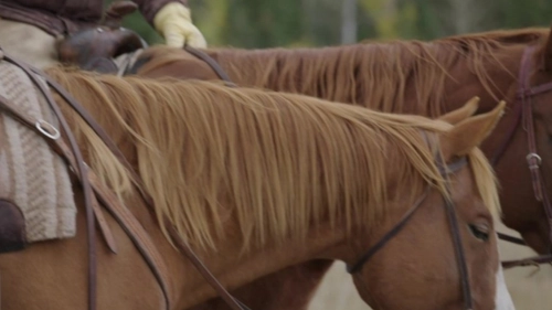 Heartland Country: Cowboy Culture