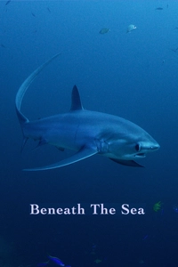 Beneath The Sea